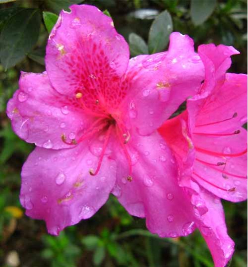 Azalea  pink - এজালিয়া গোলাপী